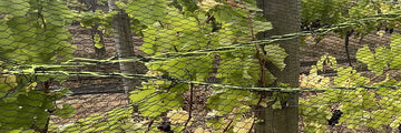 How to repair ripped netting for vineyards.